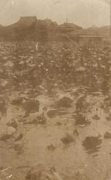 上野・不忍池　絵葉書1枚