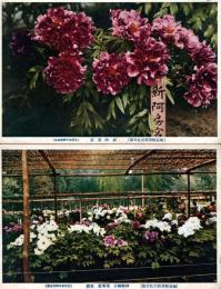 福島県須賀川牡丹園　（文部省名勝指定地）　絵葉書2枚