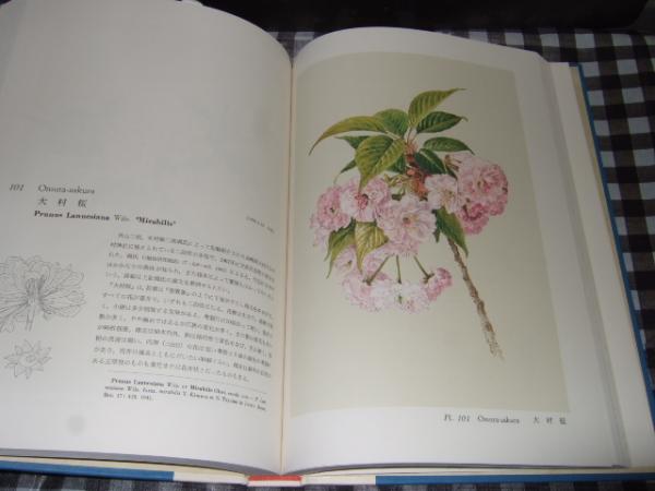 日本桜集 文 大井次三郎 画 太田洋愛 古本 中古本 古書籍の通販は 日本の古本屋 日本の古本屋