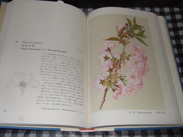 日本桜集 文 大井次三郎 画 太田洋愛 古本 中古本 古書籍の通販は 日本の古本屋 日本の古本屋 日本桜集 文 大井次三郎 画 太田洋愛 古本 中古本 古書籍の通販は 日本の古本屋 日本の古本屋