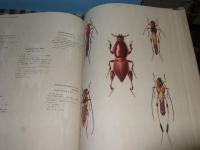 原色世界の甲虫　裸本
