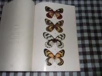 ちょうちょう　１月号　１９８０　Ｖｏｌ、３　Ｎｏ、１　世界の蝶原色写真集
