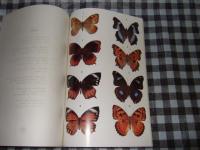 ちょうちょう　１月号　１９８０　Ｖｏｌ、３　Ｎｏ、１　世界の蝶原色写真集