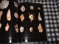 貝のさまざま : 鹿間コレクションから 開館20周年記念特別展