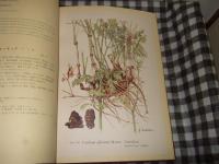 日本の薬用植物 : 彩色写生図