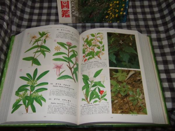 原色高山植物大図鑑 / 高橋書店 / 古本、中古本、古書籍の通販は「日本 