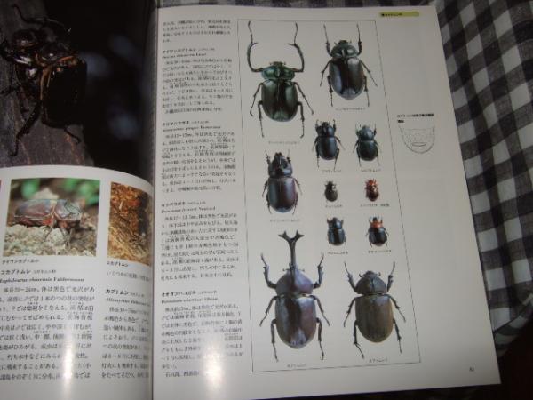 改訂新版 世界文化生物大図鑑 昆虫 1、2の2冊 / (有)よみた屋