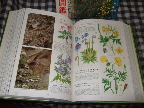 原色高山植物大図鑑 / 高橋書店 / 古本、中古本、古書籍の通販は「日本 