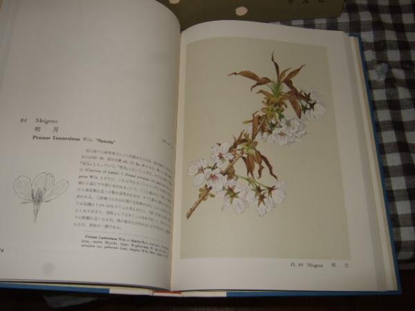 日本桜集 日本桜集