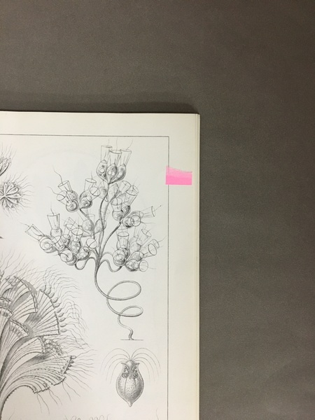 ART FORMS IN NATURE エルンスト・ヘッケル 洋書(Ernst Haeckel