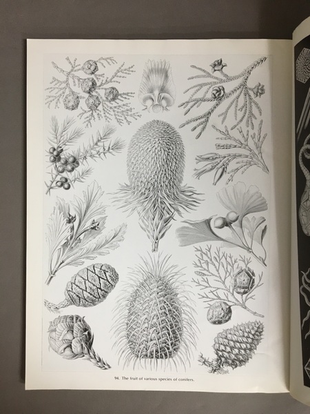 Amazon.co.jp: 洋書 The Art and Science of Ernst Haeckel