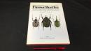 003 Flower Beetles コレクションシリーズ ハナムグリ