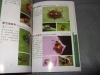 香港甲蟲圖鑑（1）