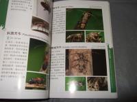 香港甲蟲圖鑑（1）