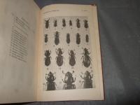 FAUNA 　of　BRITISEINDIA　Coleoptera 　（甲虫類）　甲虫目　
　