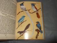 THE BOOK of　INDIAN BIRDS　