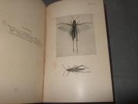 BRITISH　ORTHOPTERA　イギリスの直翅目昆虫　バッタ・コウロギ類