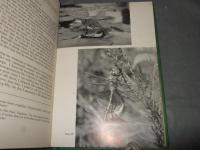 Dragonflies（トンボ）