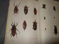 Common Malaysian beetles (Malaysian nature handbooks) 