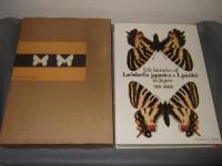 ギフチョウ・ヒメギフチョウ : 生態写真