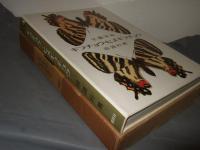 ギフチョウ・ヒメギフチョウ : 生態写真