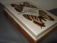 ギフチョウ・ヒメギフチョウ : 生態写真