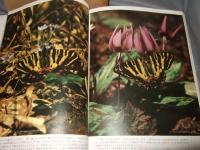 ギフチョウ・ヒメギフチョウ : 生態写真