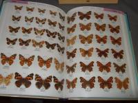 日本産蝶類標準図鑑