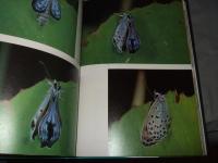 五麗蝶譜 : シジミチョウとアリの共棲