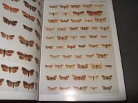 日本産蛾類大図鑑