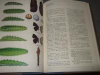 日本産蝶類幼虫・成虫図鑑