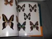 世界の希少アゲハチョウ全種