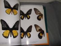 世界の希少アゲハチョウ全種