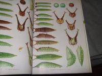 日本産蝶類幼虫・成虫図鑑