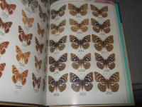 日本産蝶類標準図鑑