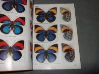 入門編　アグリアス図鑑