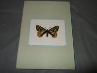 ウスバキチョウの世界　ダイセツウスバキとその兄弟たち