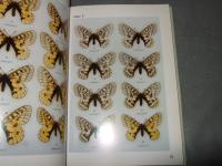 ウスバキチョウの世界　ダイセツウスバキとその兄弟たち