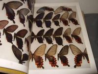 日本産蝶類大図鑑　本文・図版解説　全2冊揃