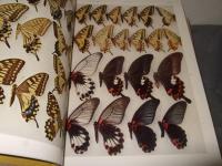 日本産蝶類大図鑑　本文・図版解説　全2冊揃