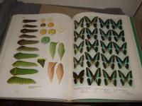 世界のアゲハチョウ(図版編・解説編) 全2冊