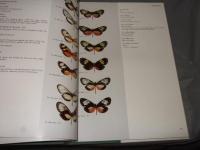 Butterflies of the Neotropical Region PartⅡDanaidae, Ithomiidae, Heliconidae＆Morphidae