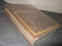 高山蝶 : 生態写真