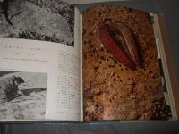 高山蝶 : 生態写真