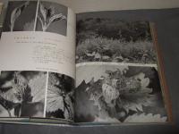 高山蝶 : 生態写真