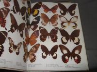 世界蝶の百科 : 図鑑と解説