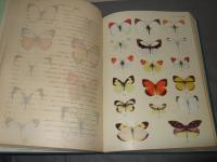 世界の蝶 : 原色図鑑