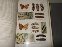 原色日本蝶類幼虫大図鑑 全2巻