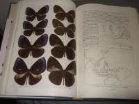 原色台湾蝶類大図鑑