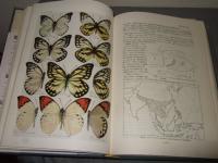 原色台湾蝶類大図鑑